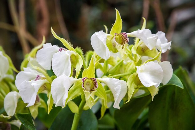 Especies raras de flores de orquídeas