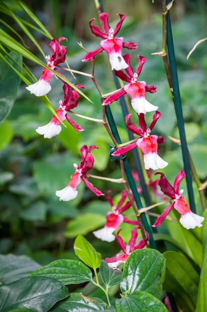 Especies raras de flores de orquídeas