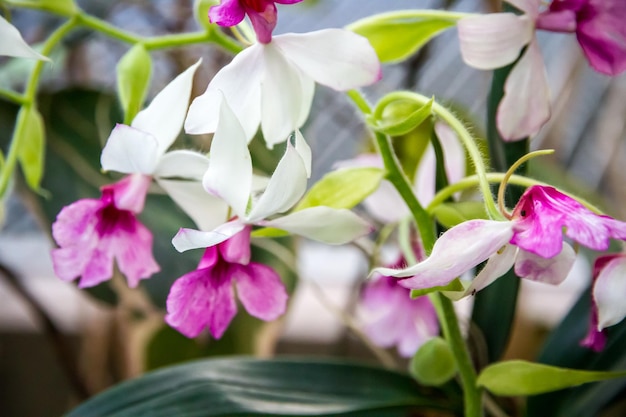 Especies raras de flores de orquídeas