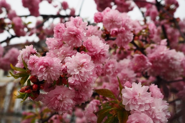 Espécies Sakura e variedades de árvores da subfamília Plum Prunoideae cerejeira serrilhada Prunus serrulata Plantas decorativas Lindas flores rosa florescendo na primavera Efemeridade da vida Budismo