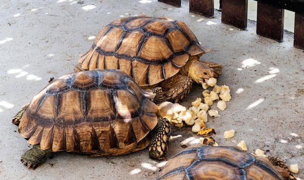 Especies de tortugas astrochelys yniphora comiendo plátano en el zoológico