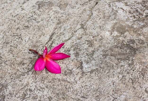 Especificaciones de copia de flor de plumeria en piso de cemento