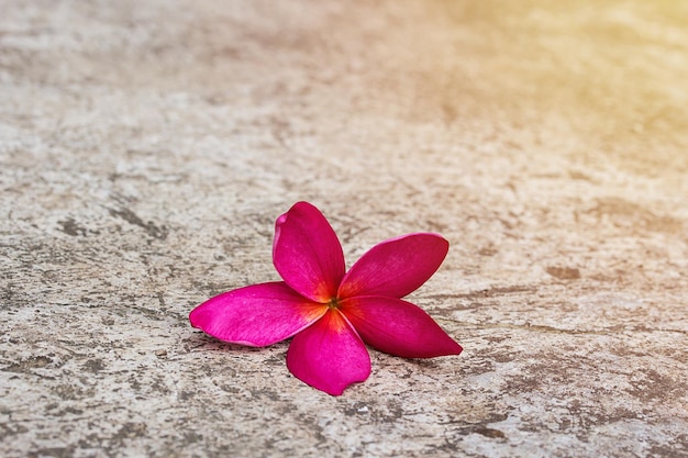 Foto especificaciones de copia de flor de plumeria en piso de cemento