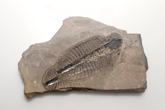 Espécime fóssil de trilobita em fundo branco