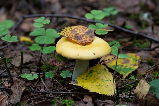 Espécimen de setas con sangre quebradiza, Russula sanguinea, Russulaceae. Seta comestible amarilla en el bosque, septiembre