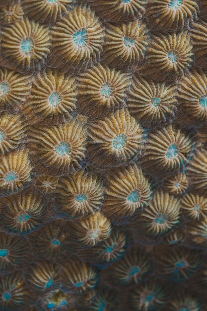 Espectacular padrão natural zoanthid fundo