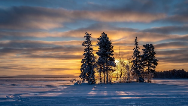 Una espectacular puesta de sol detrás de pinos en medio de un campo cubierto de nieve