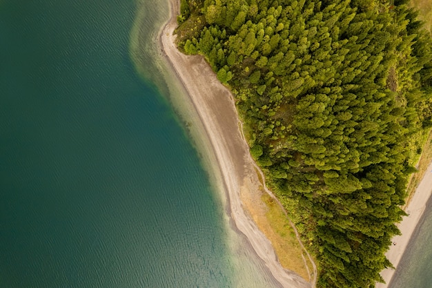 Espectacular vista aérea de frondosos árboles que crecen en la costa arenosa cerca del mar azul