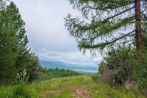 Espectacular vista desde la colina del bosque hasta las montañas en el horizonte bajo el cielo nublado Pintoresco paisaje verde con bosques de coníferas y montañas cubiertas Árboles coníferos en la colina con vista a la inmensidad de la montaña