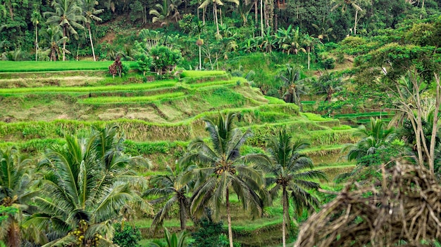 Espectacular vista de Jatiluwih Rice Terrace, Sitio Mundial de la Unesco, Bali, Indonesia