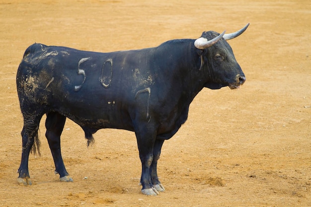 El espectáculo de las corridas de toros Imágenes cautivadoras de toros en España