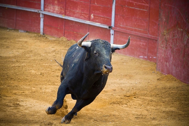 El espectáculo de las corridas de toros Imágenes cautivadoras de toros españoles