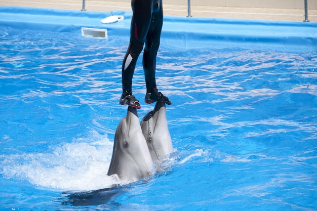 Espectáculo del delfinario. Entrenador de dos delfines