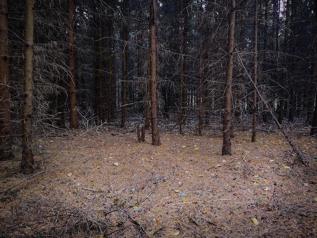 Espeluznante bosque oscuro de otoño Divino magnífico bosque denso