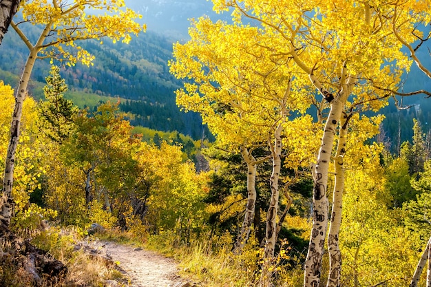 Espenhain im Herbst in den Rocky Mountains