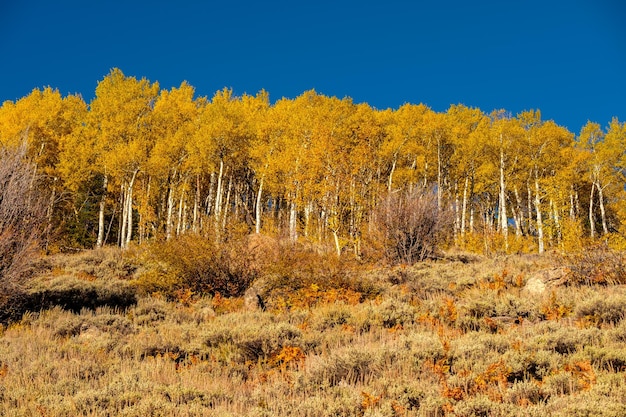 Espenhain im Herbst in den Rocky Mountains