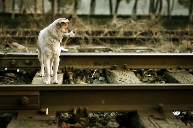 Esperando o cão solitário