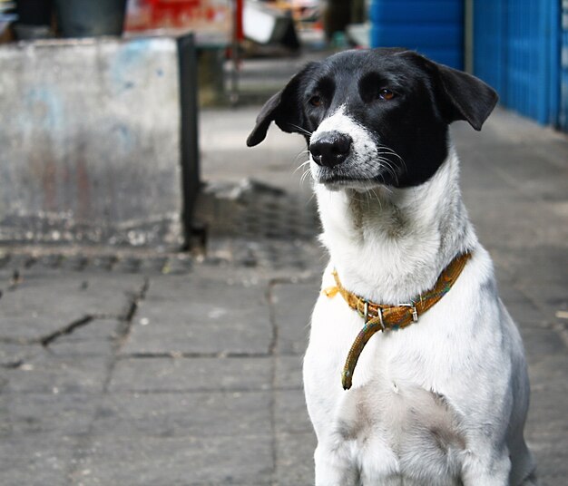 Esperando pelo dono De cães fiéis