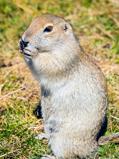 Espermófilo selvagem gordo comendo amendoim retrato de um esquilo à terra closeup