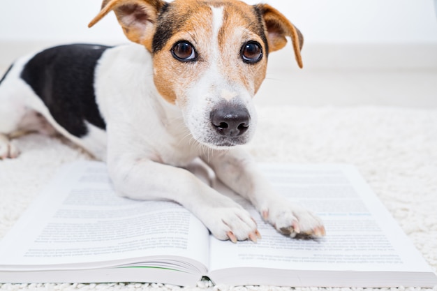 Esperto bonito jack russell terrier cachorro deitado sobre um livro aberto