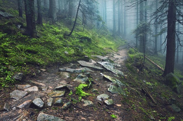 Espesa niebla matutina en el bosque de verano espesa niebla matutina en el bosque en el estanque Paisaje matutino en verano espesa niebla densa niebla en la mañana temprano en la mañana bosque escondido en la niebla