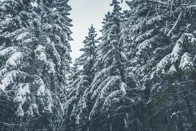 Espeso bosque de hoja perenne en invierno