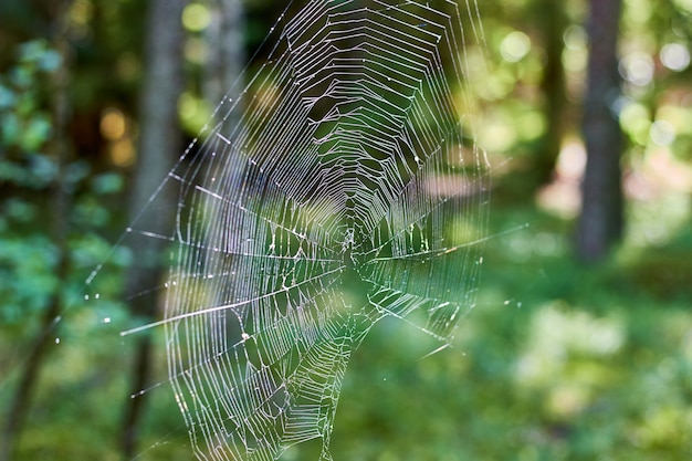 Espessa teia de aranha no fundo de uma floresta ensolarada