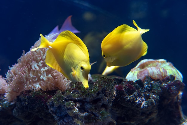 Espiga amarela com recife de coral (Zebrasoma flavescens) no aquário