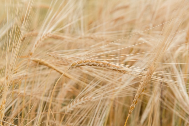 Espiga amarela de cevada no campo