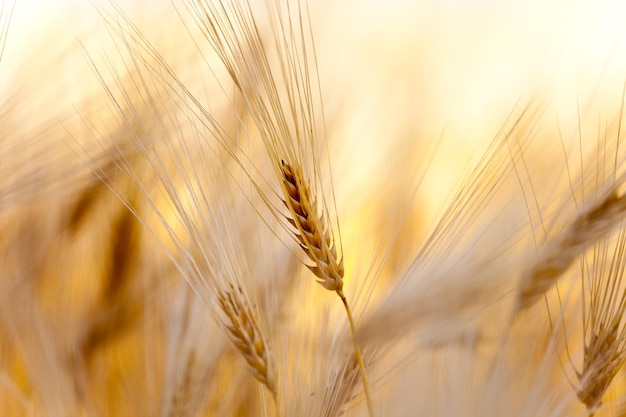 Espiga amarilla de trigo en el campo