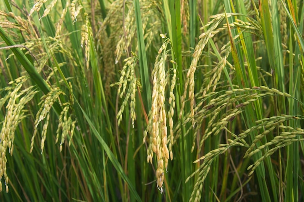 La espiga de arroz en arroz