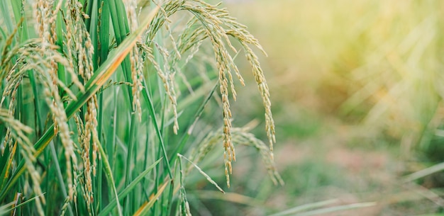 Espiga de arroz en campo de arroz con espacio de copia