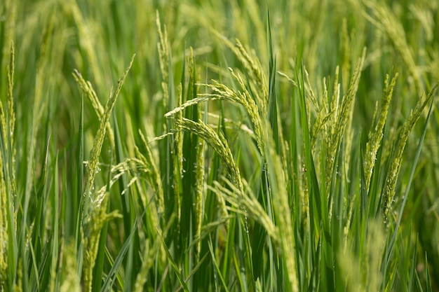 Espiga de arroz en el campo de arroz