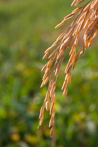 Espiga de arroz