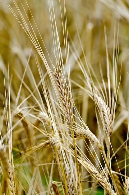 Espiga de centeno en el fondo del campo