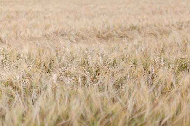 Una espiga de centeno o trigo en el prado de centeno de campo moviéndose en el viento