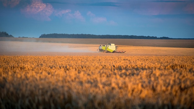 Espiga en la cosechadora delantera en el campo de trigo y polvo detrás de la cosecha de verano en la agricultura