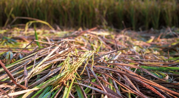 Espiga de arroz amarelo dourado da agricultura crescendo em um campo de arroz para a plantação de arroz de colheita