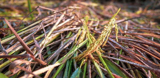 Espiga de arroz amarelo dourado da agricultura crescendo em um campo de arroz para a plantação de arroz de colheita