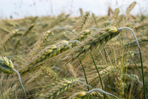 Espiga de cevada no campo