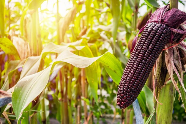 Espiga de milho com crescimento de folhas verdes em campo agrícola ao ar livre