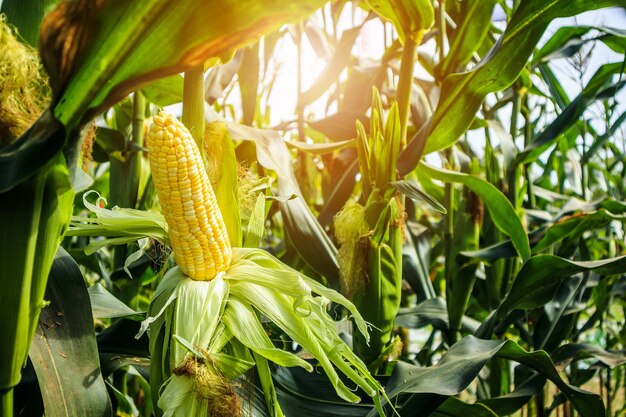 Foto espiga de milho com crescimento de folhas verdes no campo de agricultura ao ar livre