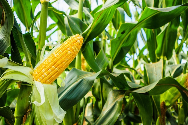 Espiga de milho com crescimento de folhas verdes no campo de agricultura ao ar livre