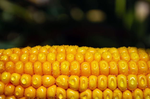 Espiga de milho em um campo com gotas de orvalho