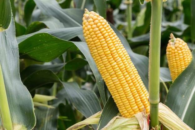 Espiga de milho no campo da agricultura