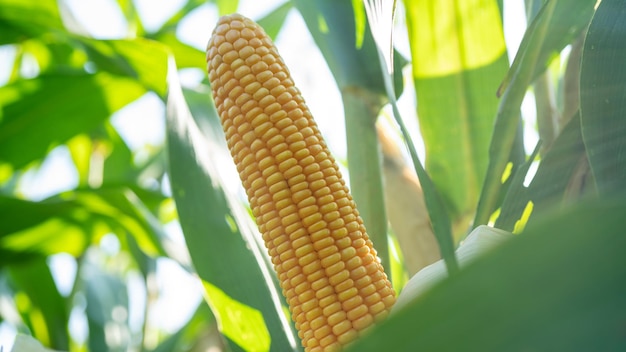 Espiga de milho no campo de milho orgânico Planta agrícola do jardim de milho