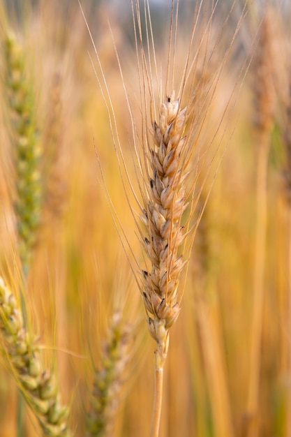 Espiga de trigo com fundo desfocado no campo Foco seletivo