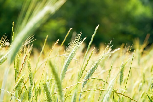 Espiga de trigo jovem fresco no fundo da floresta turva em dia ensolarado. Trigo verde Emmer. Espiga de Triticum dicoccum.