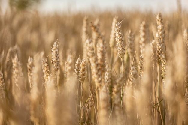 Espiga de trigo maduro em tiro macro de campo de verão