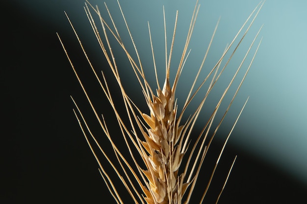 Foto espiga dorada de trigo sobre un fondo azul oscuro